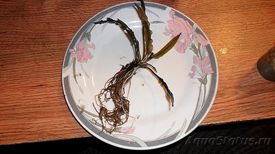 Опознание аквариумных растений