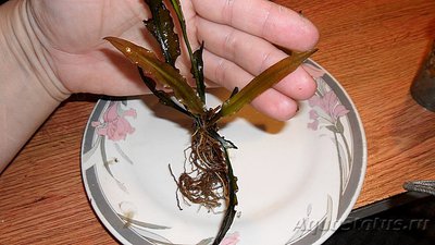 Опознание аквариумных растений