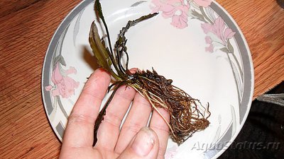 Опознание аквариумных растений