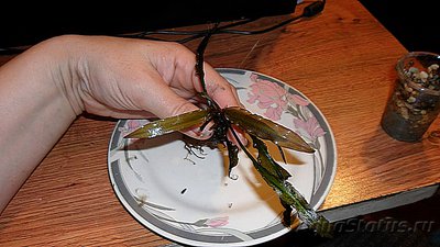 Опознание аквариумных растений