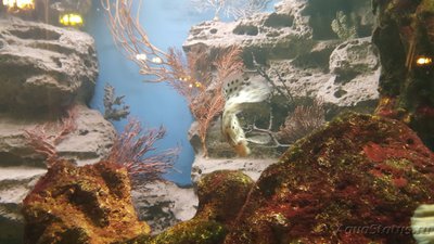 Аквариумные морские рыбки (Москва)