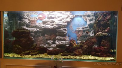 Аквариумные морские рыбки (Москва)