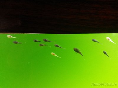 Цветение воды, зеленая вода, позеленела аквариум