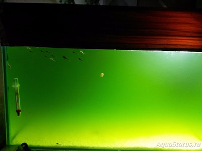 Цветение воды, зеленая вода, позеленела аквариум