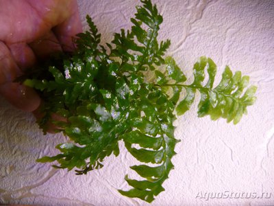 Продам папоротник Crepidomanes (Почтой)