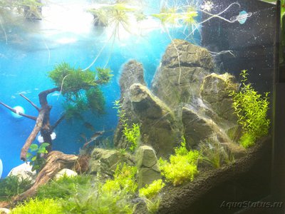 Оборудование для борьбы с водорослями Twinstar (Твинстар)
