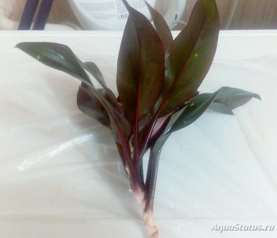 Фото Растения продающиеся под видом аквариумных (photo#90804)