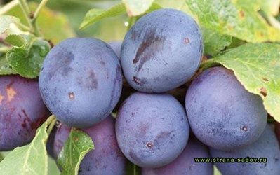 Гигантская банка браги для аквариума
