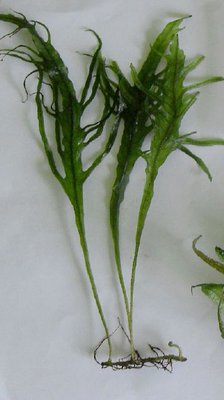 Папоротники, буцефаландры, мхи (Почтой)