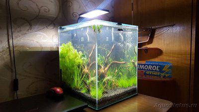 Выбор креветок для аквариума
