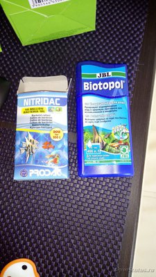 Фото Меченосцы белеют (photo#91409)