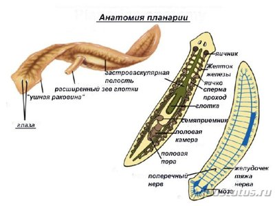 Фото Планарии в аквариуме. Как избавиться от планарий? (photo#91473)
