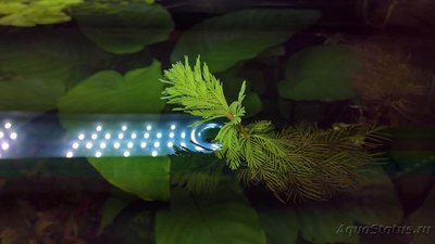 Опознание аквариумных растений