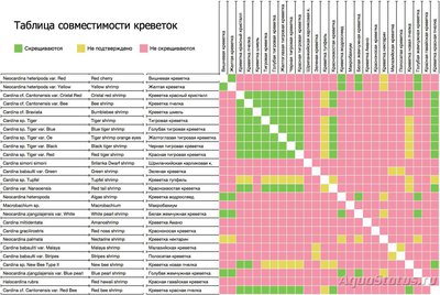 Фото Селекция и скрещивание аквариумных креветок (photo#91793)