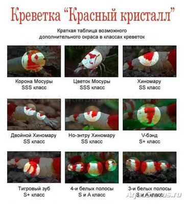 Фото Селекция и скрещивание аквариумных креветок (photo#91799)
