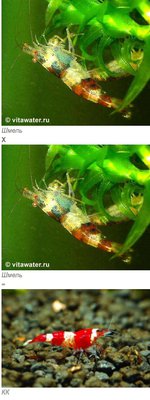 Фото Селекция и скрещивание аквариумных креветок (photo#91800)