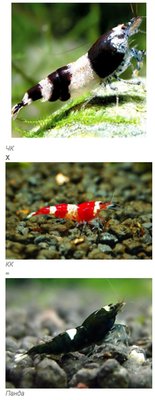 Фото Селекция и скрещивание аквариумных креветок (photo#91802)
