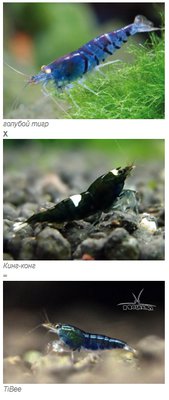 Фото Селекция и скрещивание аквариумных креветок (photo#91807)