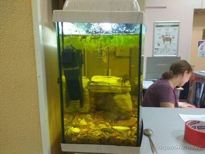 Перезапуск аквариума