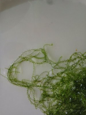 Опознание аквариумных растений