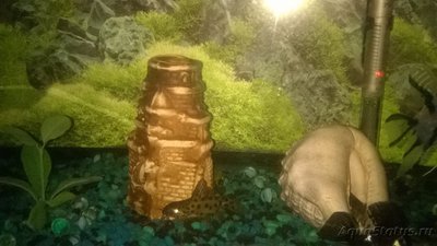 Помогите опознать рыбку (опознание рыб)