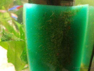 Фото Проблема с растениями и водорослями (photo#92324)