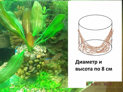 Фото Растения в горшочках. Высадка аквариумных растений в горшках (photo#92417)
