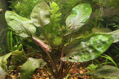 Фото Криптокорина понтедериеволистная Cryptocoryne pontederiifolia  (photo#92442)