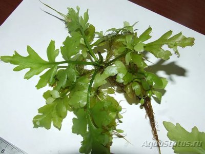 Опознание аквариумных растений