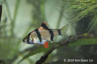 Фото Барбус суматранский Puntius tetrazona, Barbus tetrasona  (photo#92886)