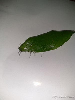 Определение водорослей в аквариуме