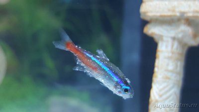 Фото Мой аквариум JUWEL LIDO 120l LED Натулька  (photo#93677)
