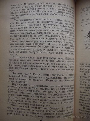 Мой аквариум 110 литров (yulia211)