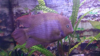 Фото Цихлазома седжика Cichlasoma sajica  (photo#94377)