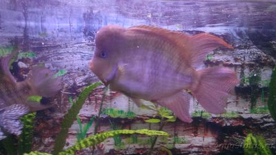 Фото Цихлазома седжика Cichlasoma sajica  (photo#94378)