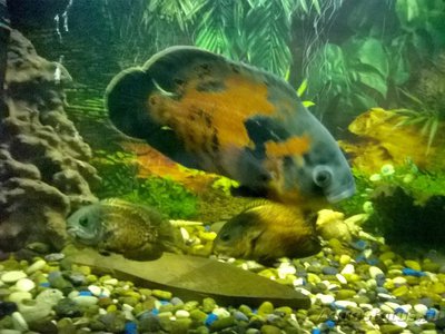 Фото Астронотус Astronotus ocellatus  (photo#94380)