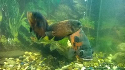 Фото Астронотус Astronotus ocellatus  (photo#94381)