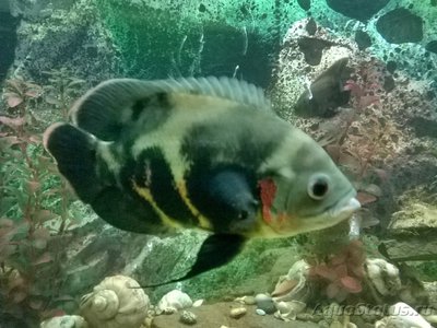Фото Астронотус Astronotus ocellatus  (photo#94382)