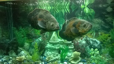 Фото Астронотус Astronotus ocellatus  (photo#94383)
