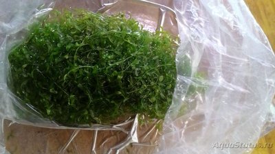 Опознание аквариумных растений