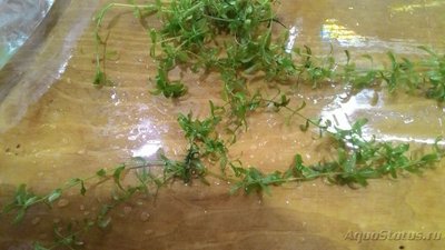Опознание аквариумных растений