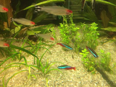 Фото Мой AquaPlus PRO 170 Luna Illuminata  (photo#94606)