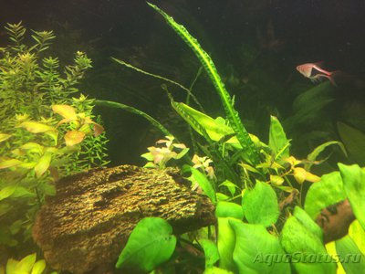Фото Мой AquaPlus PRO 170 Luna Illuminata  (photo#94607)