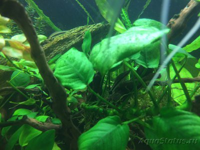 Фото Мой AquaPlus PRO 170 Luna Illuminata  (photo#94735)