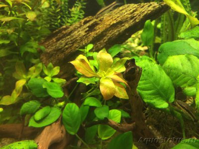 Фото Мой AquaPlus PRO 170 Luna Illuminata  (photo#94736)