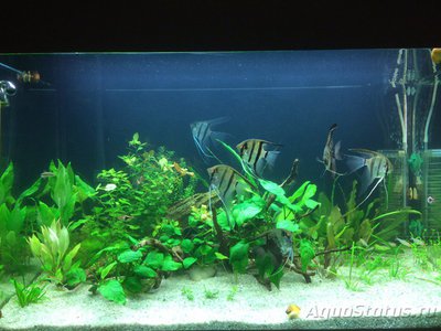 Фото Мой AquaPlus PRO 170 Luna Illuminata  (photo#94737)