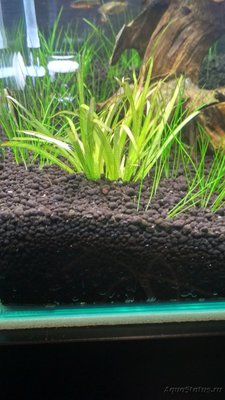 Фото Запуск 20л на Dennerle Scaper s Soil ded_boroda4  (photo#95086)
