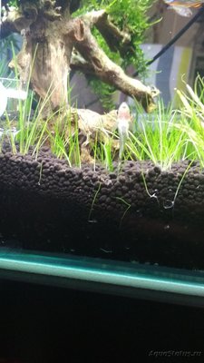 Фото Запуск 20л на Dennerle Scaper s Soil ded_boroda4  (photo#95088)