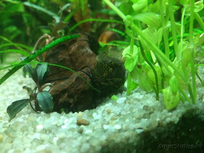 Мой AquaPlus PRO 170 (Luna Illuminata) 