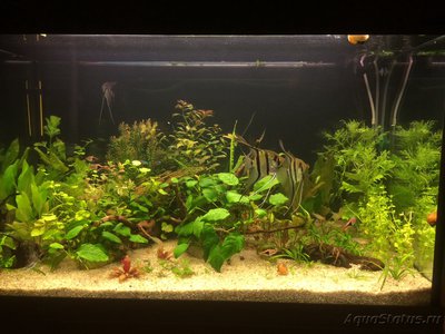 Мой AquaPlus PRO 170 (Luna Illuminata) 